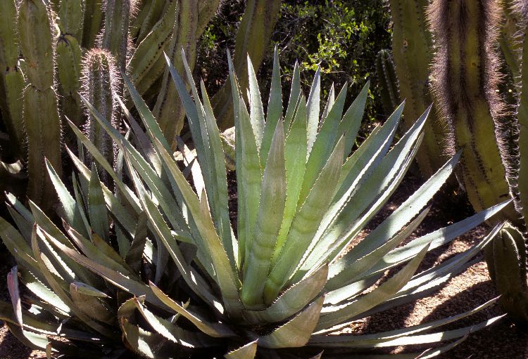 don julio 100 agave Don Julio Rosado – Bottle Engraving