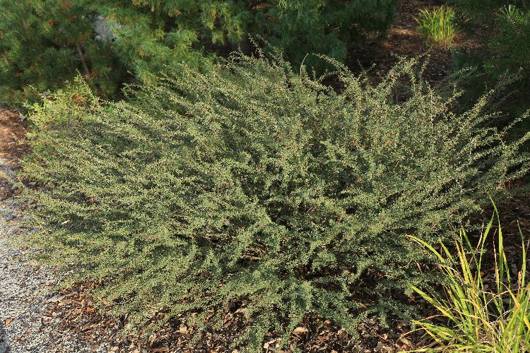 Water-efficient Plants Guide