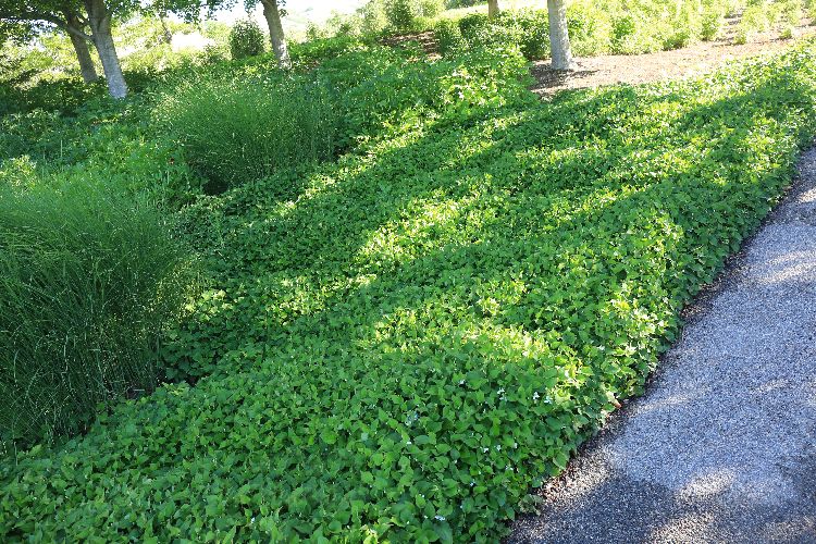 creeping fig plant Buy Creeping Fig Staked Phoenix, AZ | Ficus pumila