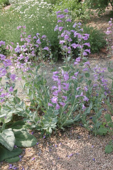 Water-efficient Plants Guide