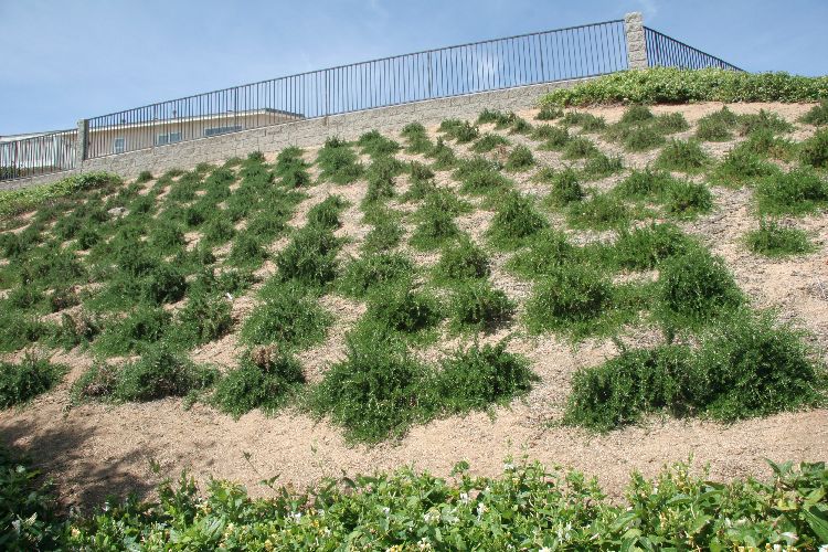 Rosmarinus Officinalis Huntington Carpet Rosemary Plant Plants Live Plants